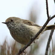 Brown Thornbill