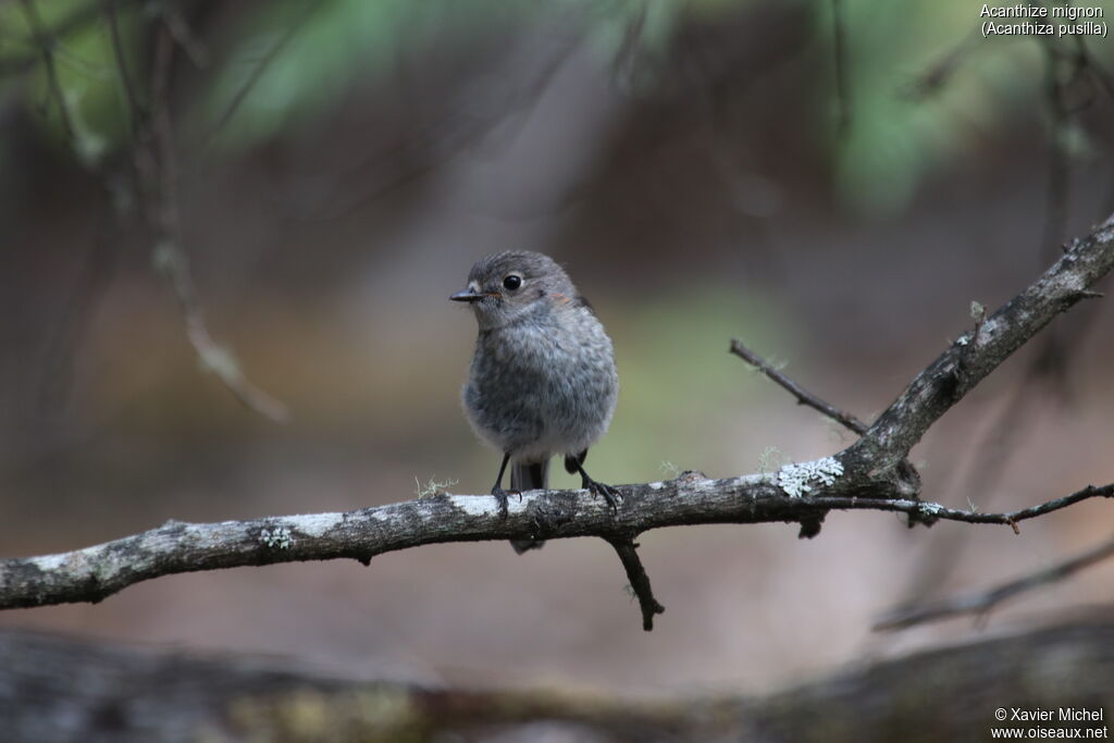 Brown Thornbill