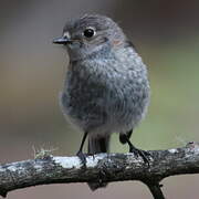 Brown Thornbill