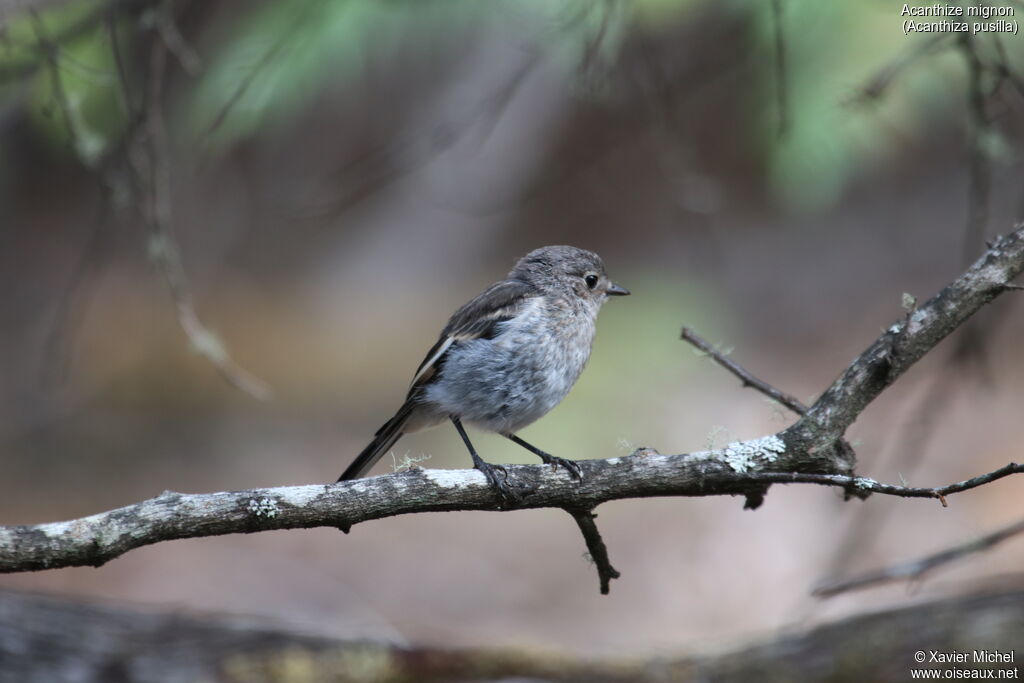 Brown Thornbill