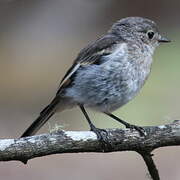 Brown Thornbill