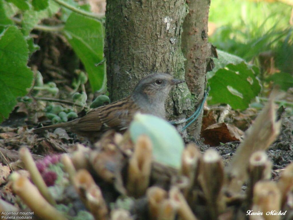 Dunnock