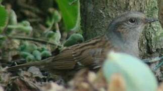 Dunnock