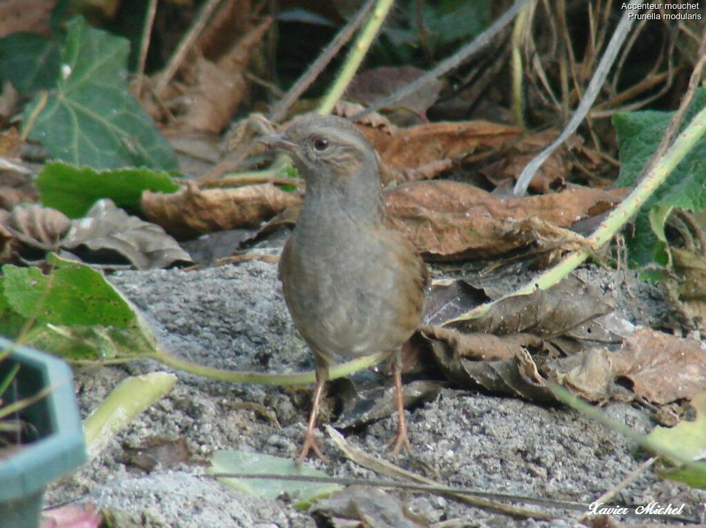 Dunnock