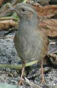 Dunnock