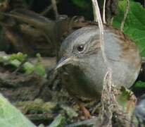 Dunnock