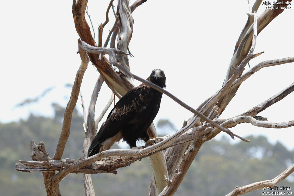 Wedge-tailed Eagleadult