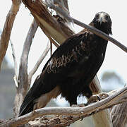 Wedge-tailed Eagle