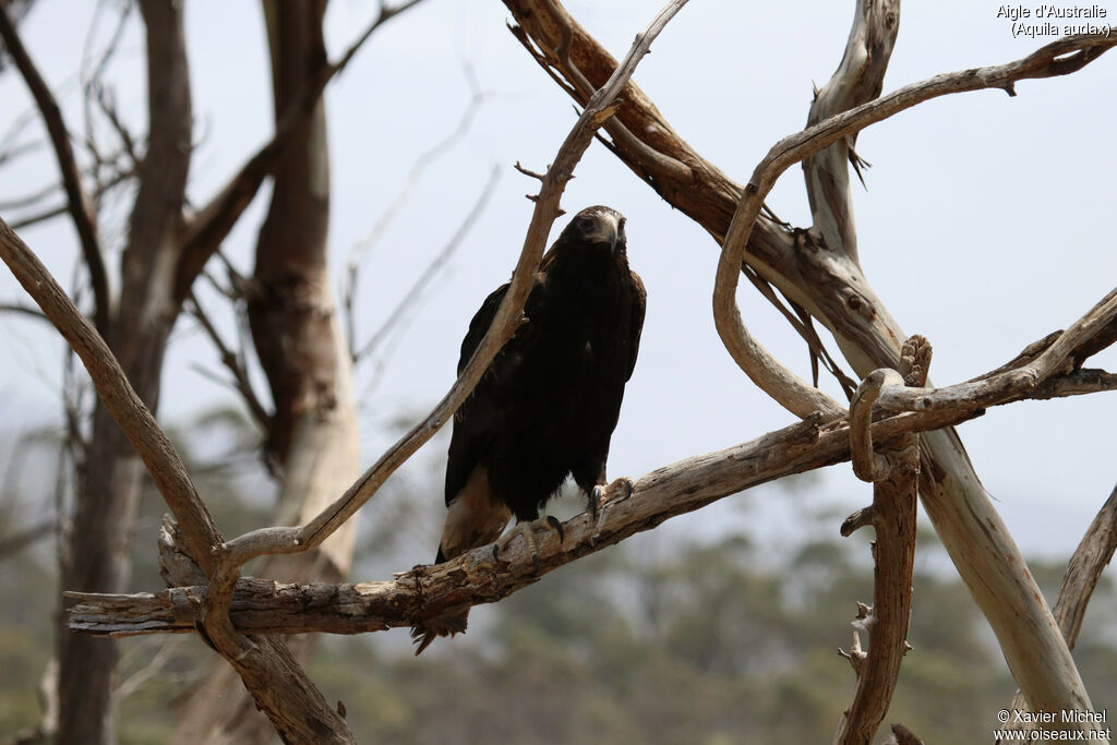 Aigle d'Australieadulte