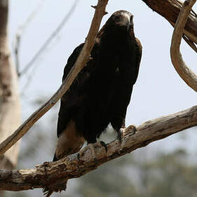 Aigle d'Australie