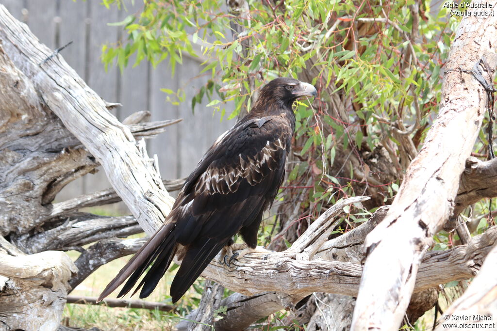 Aigle d'Australieadulte, identification