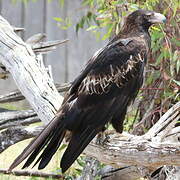 Wedge-tailed Eagle