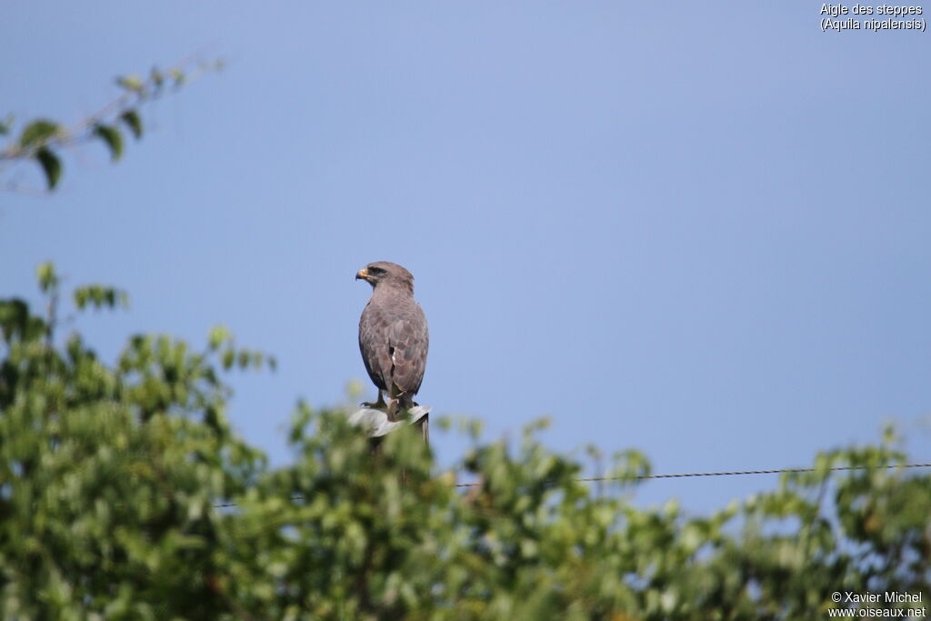 Aigle des steppesadulte