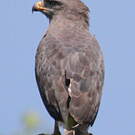Aigle des steppes