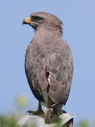 Steppe Eagle