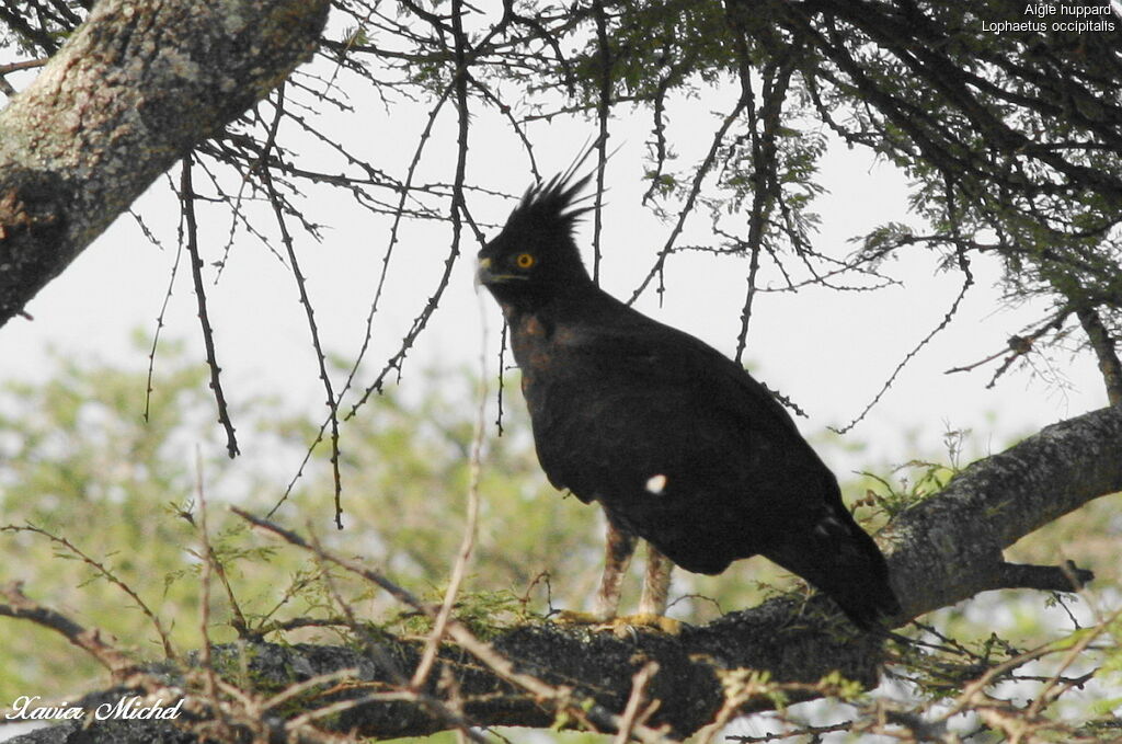 Long-crested Eagle