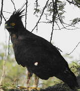 Long-crested Eagle