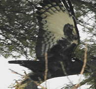 Long-crested Eagle