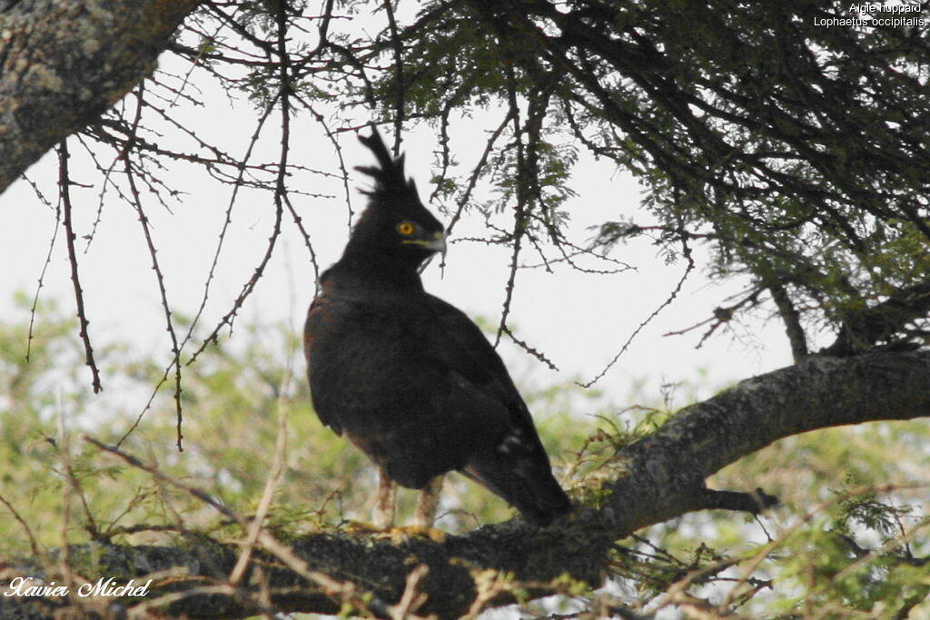 Long-crested Eagle