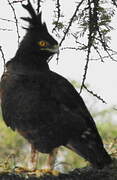 Long-crested Eagle