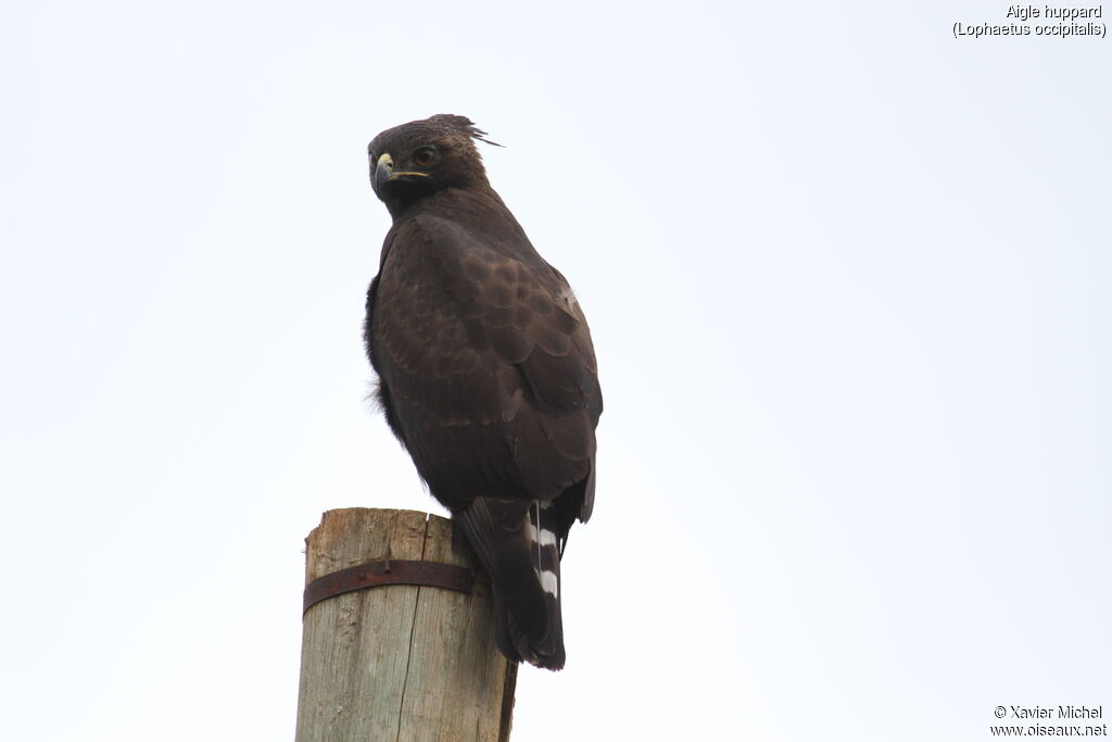 Aigle huppardjuvénile, identification