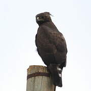 Long-crested Eagle