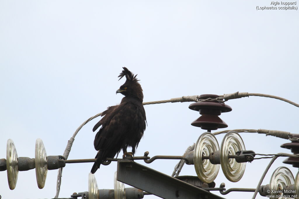 Aigle huppardadulte, identification