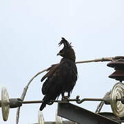 Long-crested Eagle