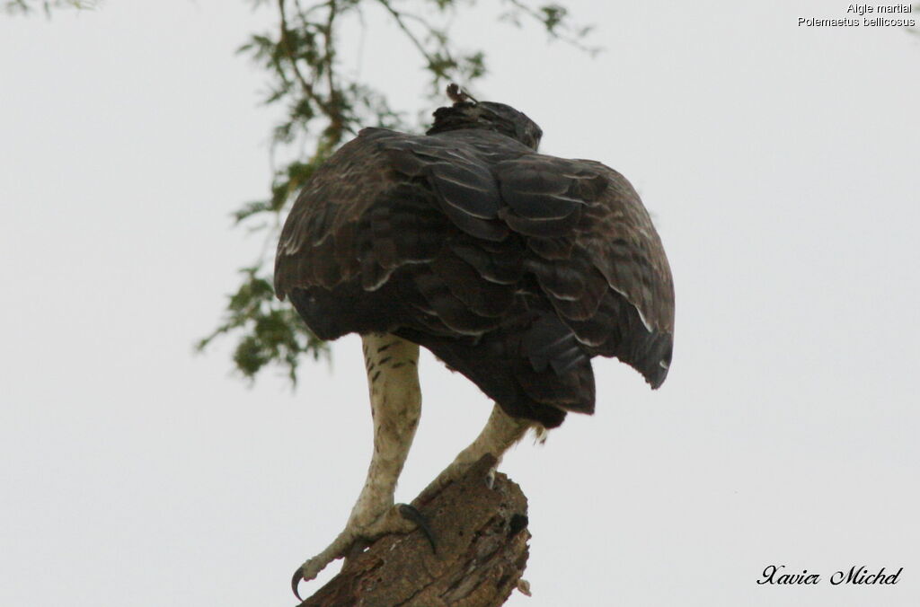 Martial Eagle