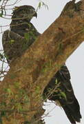 Martial Eagle