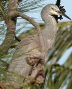 White-faced Heron