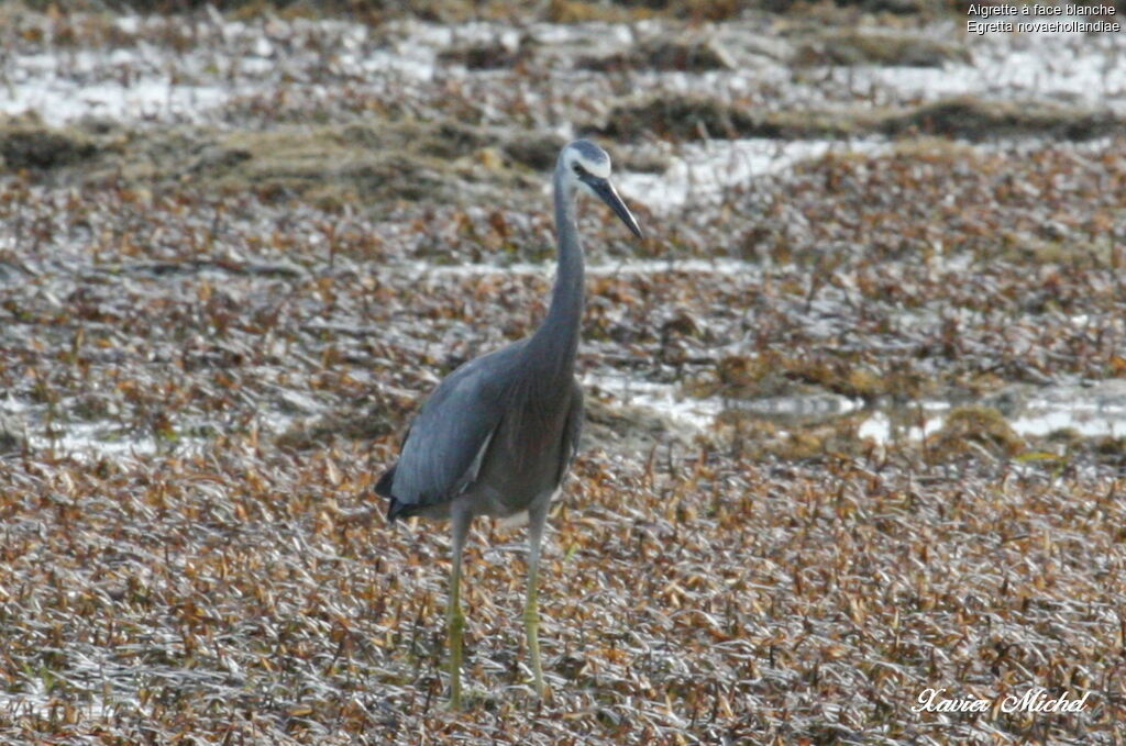 White-faced Heronadult, identification