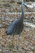 Aigrette à face blanche