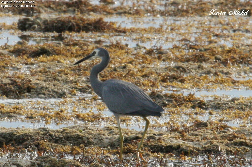 Aigrette à face blancheadulte, identification