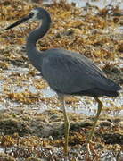 White-faced Heron