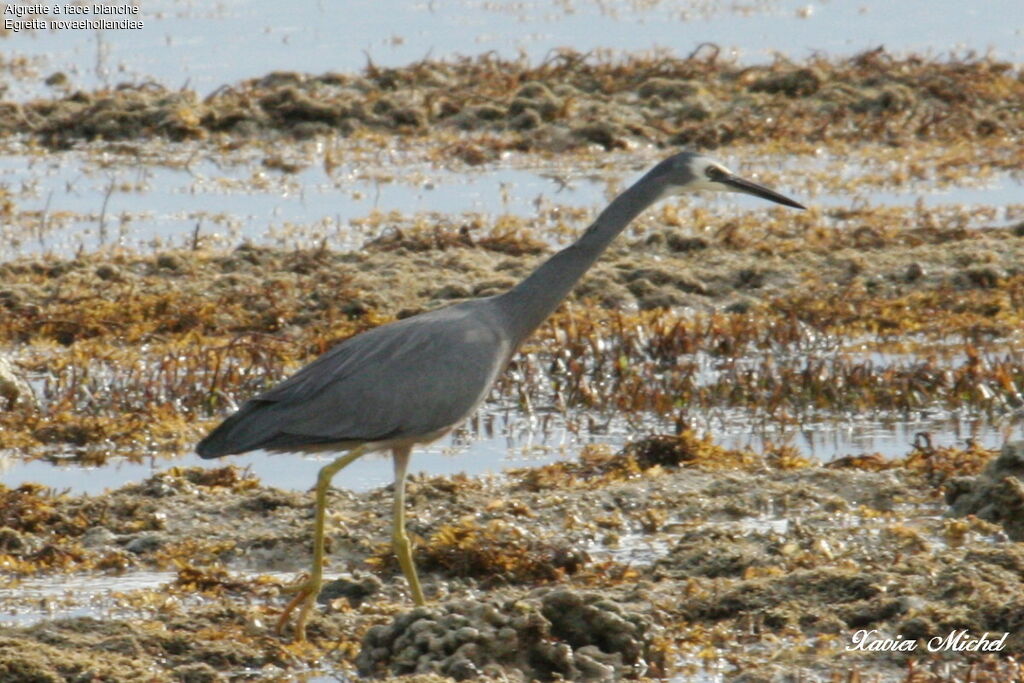 Aigrette à face blancheadulte