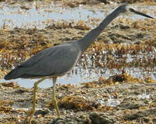 Aigrette à face blanche