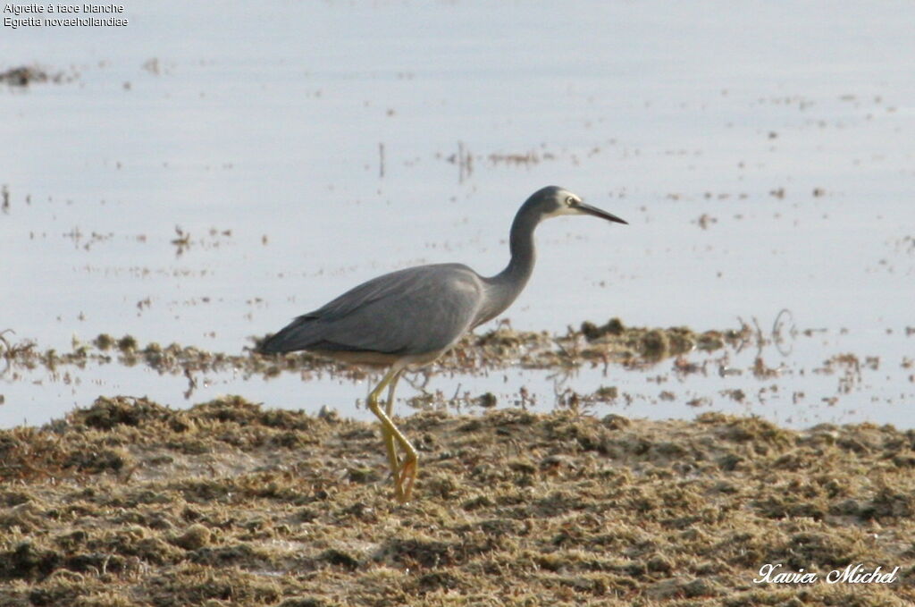 Aigrette à face blancheadulte, identification