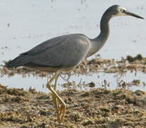 White-faced Heron