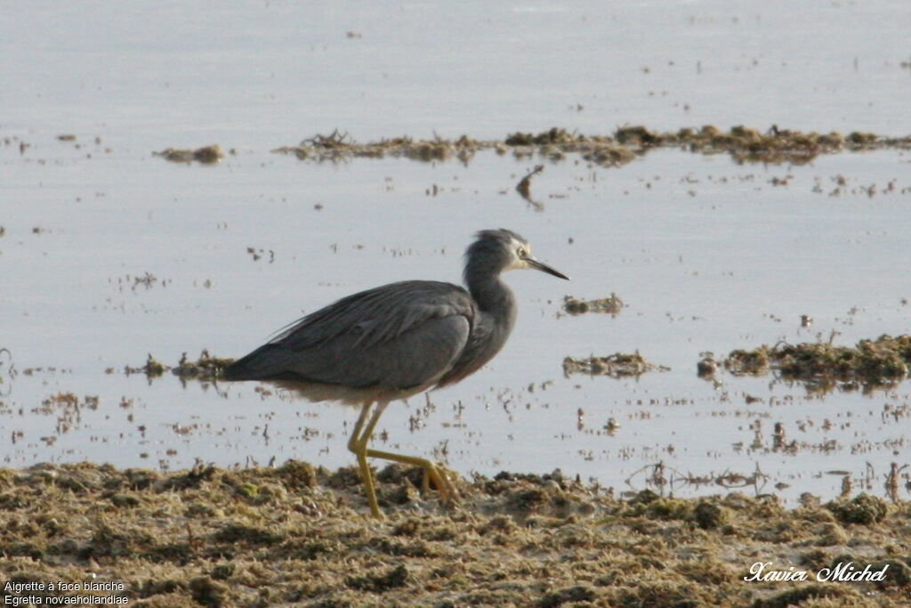 White-faced Heronadult