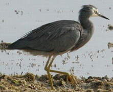 White-faced Heron