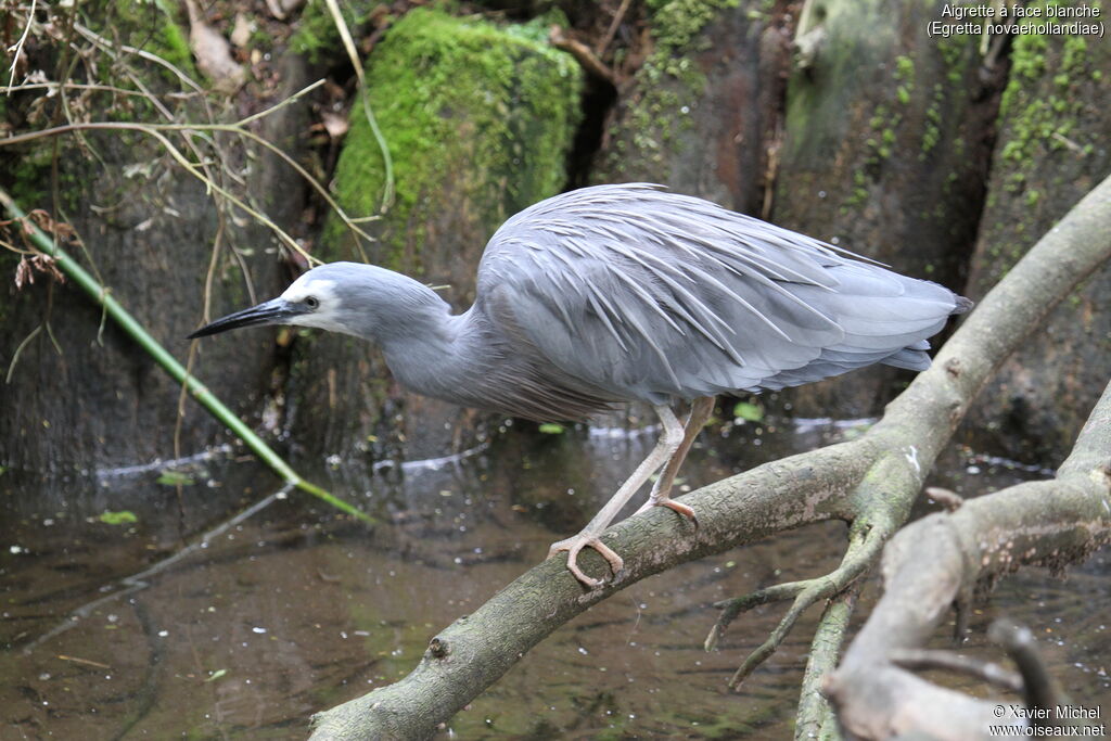 Aigrette à face blanche