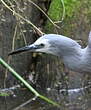 Aigrette à face blanche