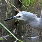 Aigrette à face blanche