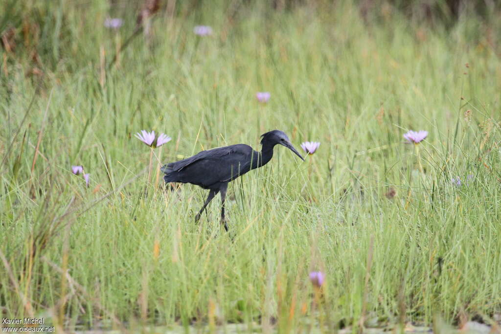 Black Heronadult, habitat, walking, fishing/hunting