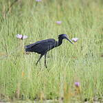 Aigrette ardoisée