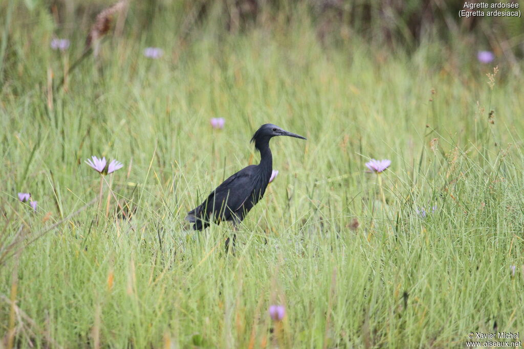 Aigrette ardoiséeadulte