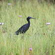 Aigrette ardoisée