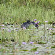 Black Heron