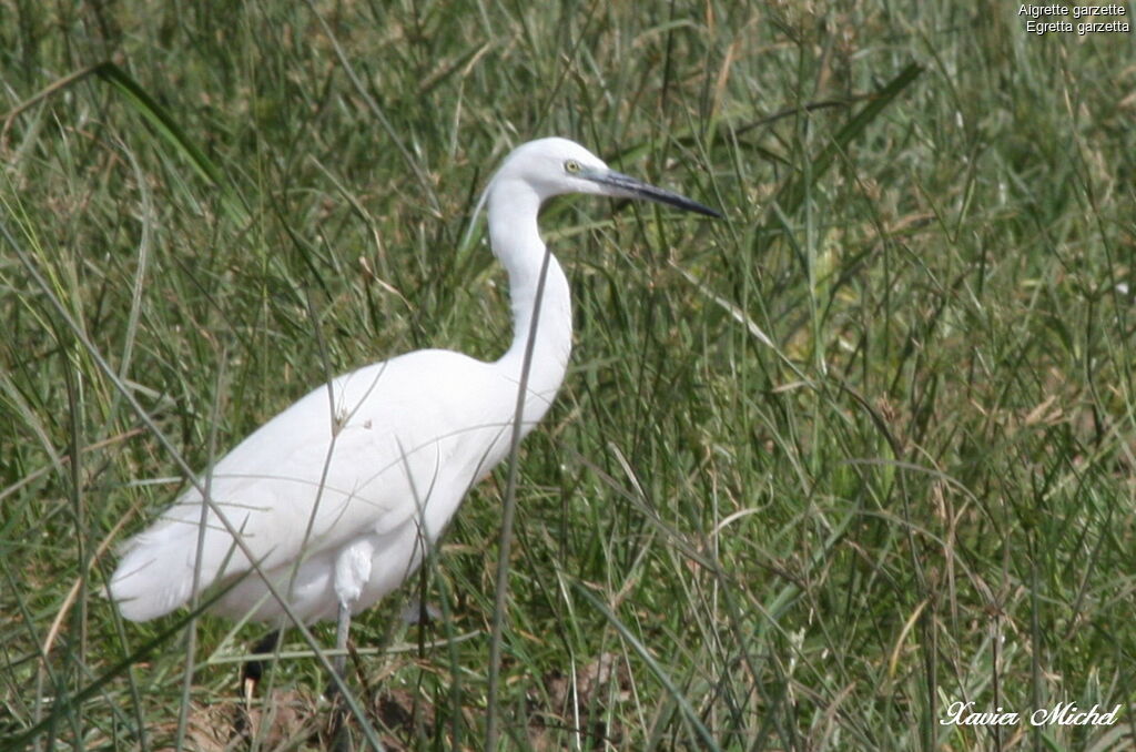 Little Egret